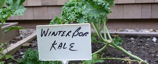 3 Essential Tips for Preparing Kale in Vata Season