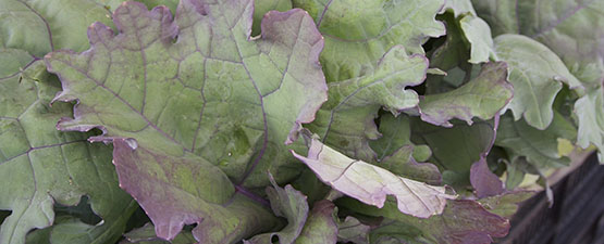 Jumping on the “National Kale Day” Bandwagon