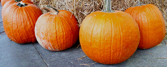 Who Knew Pumpkin Seeds Were so Great for You?