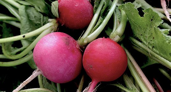 The Healing Power of Seasonal Foods: Radishes to the Rescue!